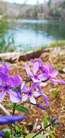 Shrinking Violet Flowers